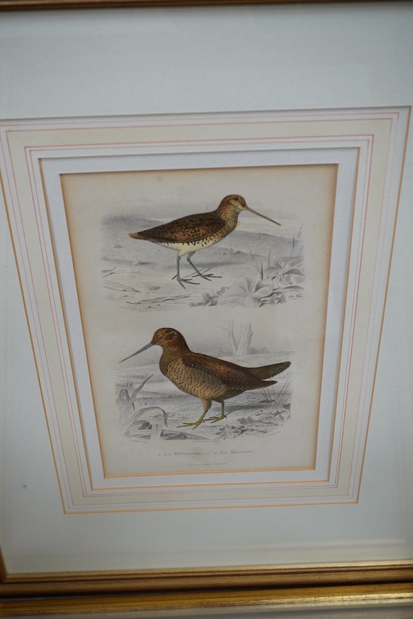 Twenty two 19th century French steel hand coloured engravings, birds to include ‘L’avocette’, 20 x 14cm. Condition - fair